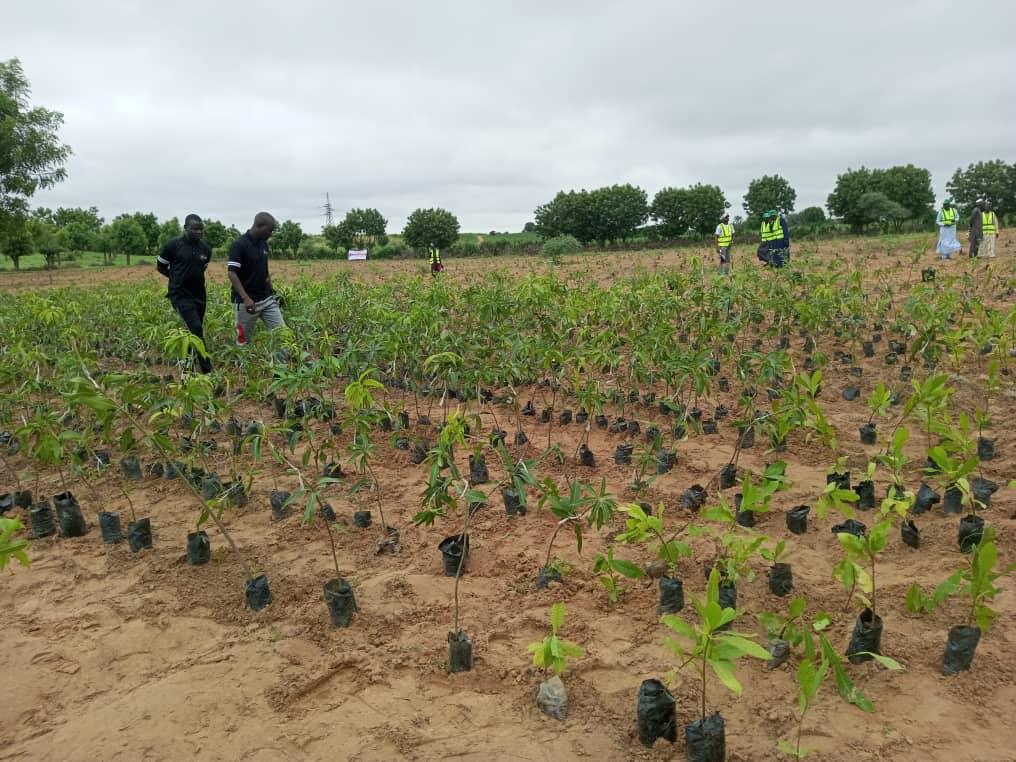 MGK Foundation successfully conducted a Tree Planting Initiative, during which over 200 trees were planted.

#MGKFoundation #EnvironmentalSustainability #TreePlanting #MGKClimateAction #greenernigeria #ClimateAction