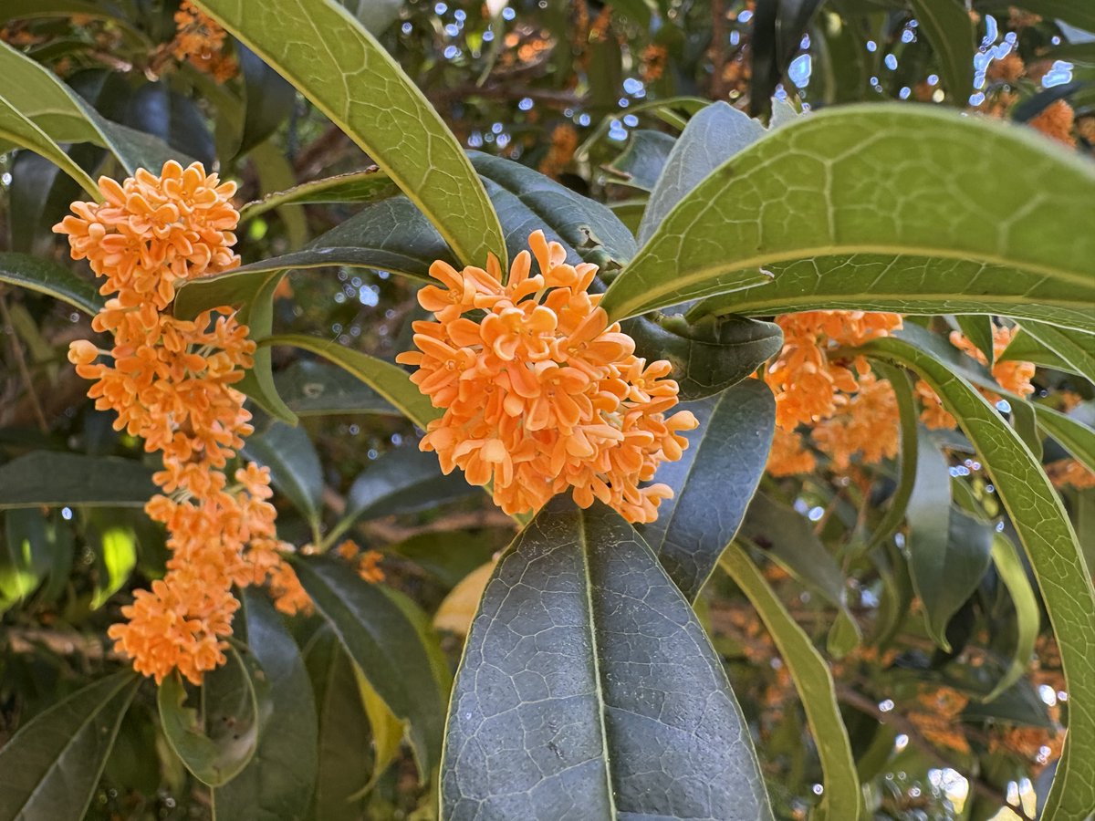 所沢航空記念公園【公式】 on X: 