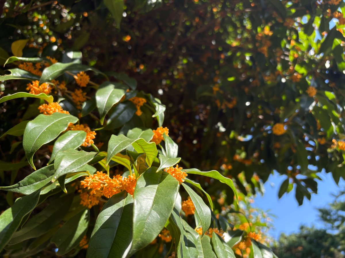 所沢航空記念公園【公式】 on X: 