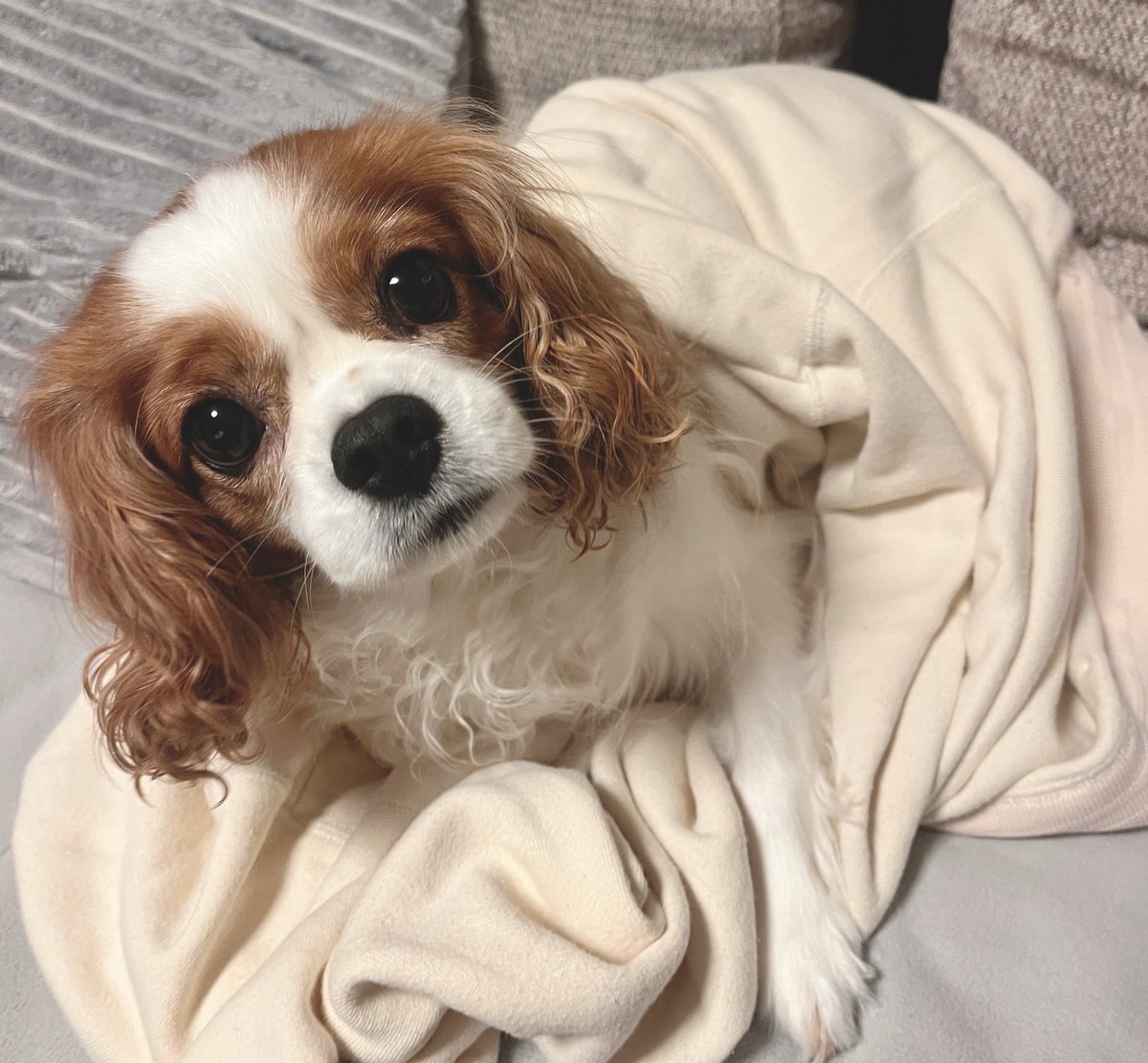 gal_pesho's tweet image. うちのいぬっころも人のトレーナー着るわんことして今日のわんこに出せばよかったな、ロープも引っ張るし←
