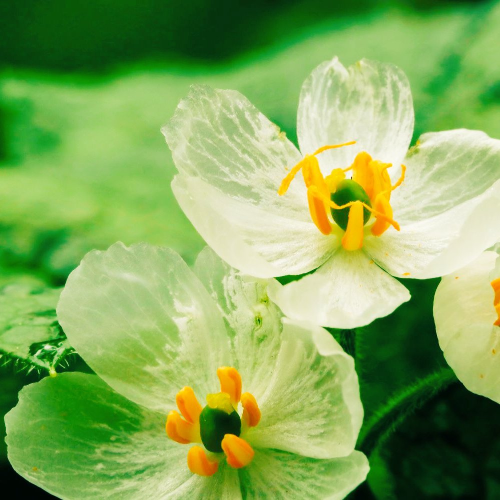 serafimdoll's tweet photo. puntito y les doy un color
me dieron 'verde'

character 
aesthetic 
food
flower https://t.co/eJDtTBvM9f