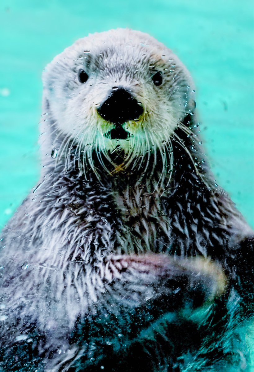 キラキラキラちゃん金曜日✨✨

#鳥羽水族館 
#キラちゃん
#ラッコ