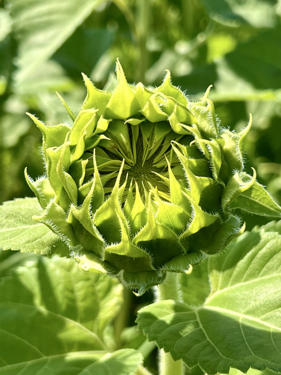 Share something green from your gallery.