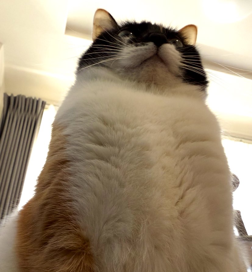 三毛猫 - Search / X