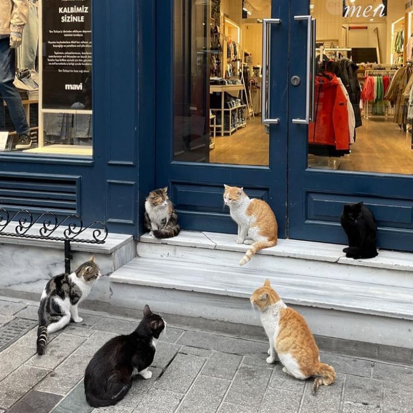 Punch Cat tweet media