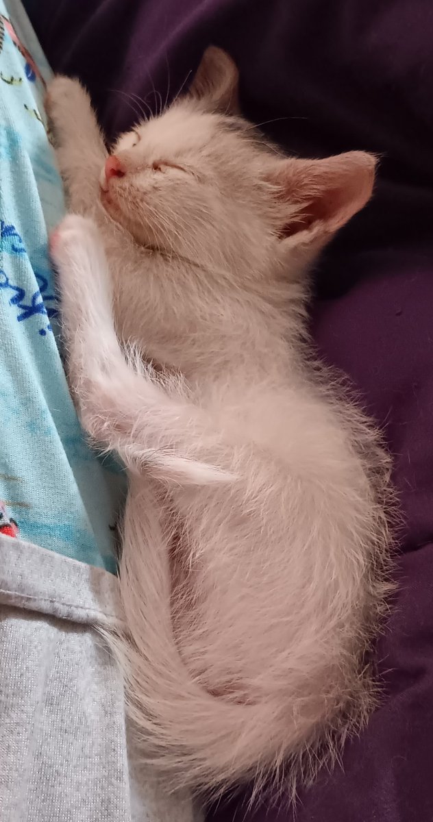 Buttons10's tweet image. OTW to vets this morning, saw something move in my peripheral vision, stopped the car jumped out and found this little man, vets says I found him on time, a few scratches but nothing bad. He was dumped @ only 4 weeks old, I hate people sometimes. He is home and safe now, forever