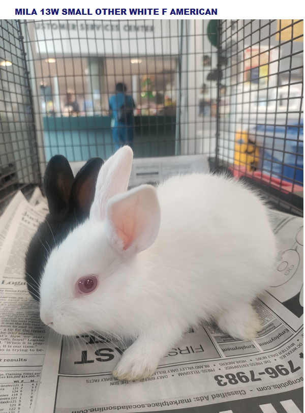 BunnyWorldFoundation tweet media
