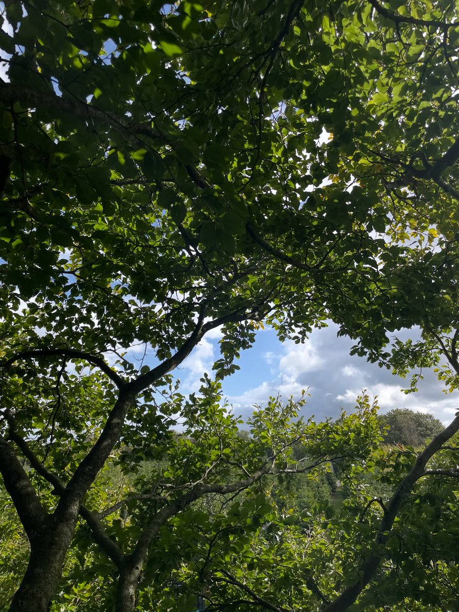 FelixiaaBanck's tweet image. I had the most fabulous day climbing a beautiful big beech tree. Enjoying nature up and close is one of my favorite things about the job as an arborist or forestworker! 

Whats your favorite part about the job? 
#Femalelumberjack #arborist #treework #treecare #treesurgeon