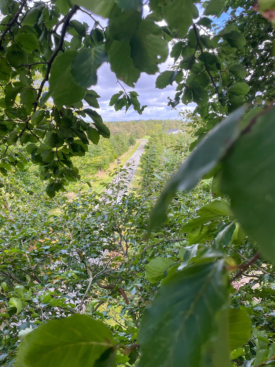 FelixiaaBanck's tweet image. I had the most fabulous day climbing a beautiful big beech tree. Enjoying nature up and close is one of my favorite things about the job as an arborist or forestworker! 

Whats your favorite part about the job? 
#Femalelumberjack #arborist #treework #treecare #treesurgeon