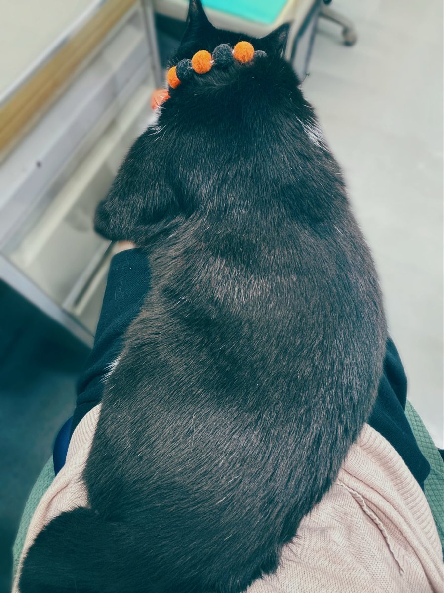 膝が埋まるほどでけぇうちの猫