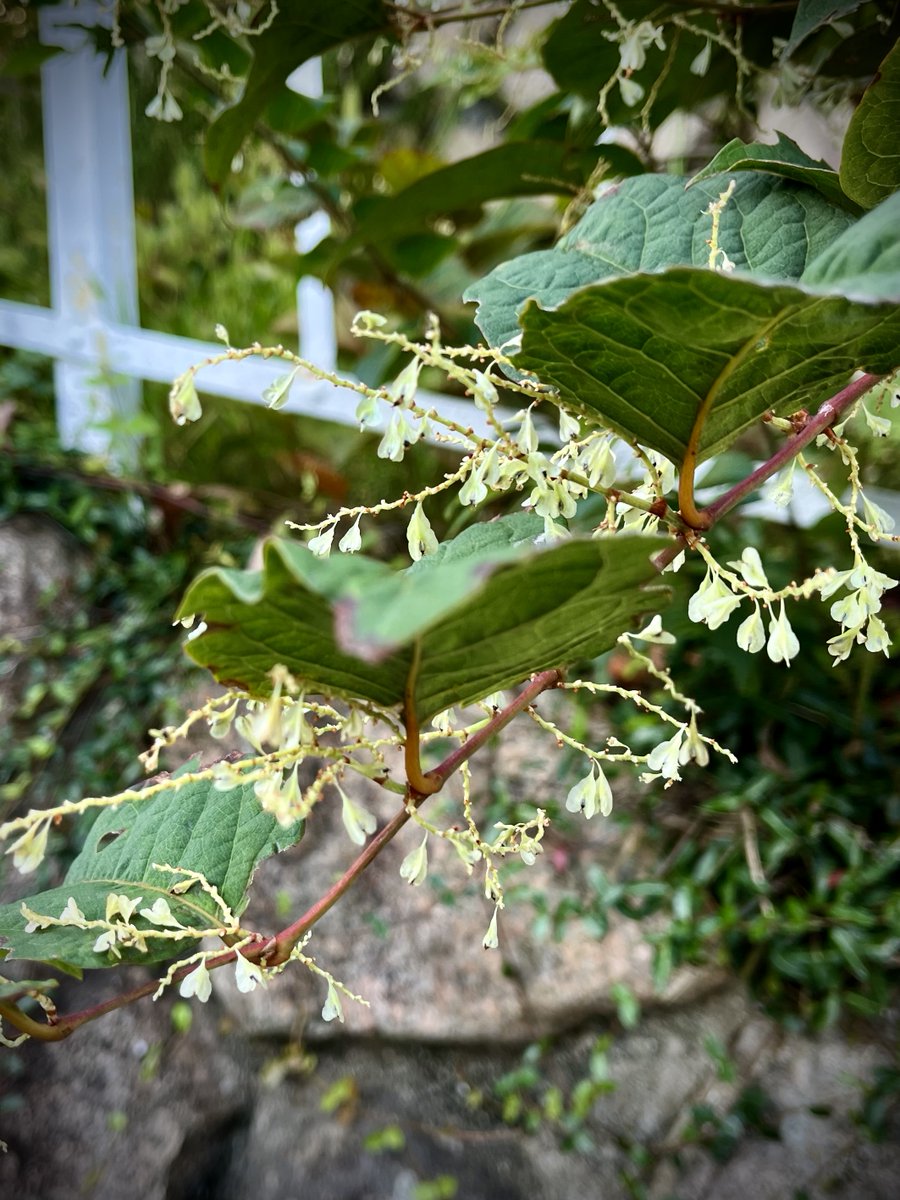 rockwater_love's tweet image. 実がつき始めてるイタドリ
等間隔じゃないのに
不思議と整然に感じる

心が整っていくと、
その想いは自然に「外へ」伝わってく

私の思う “心” と “表現” の関係を
noteに書きました。
🌿note.com/springdays/n/n…

#springdays #心を整える #自己表現 #ナチュラルデザイン #想いをカタチに