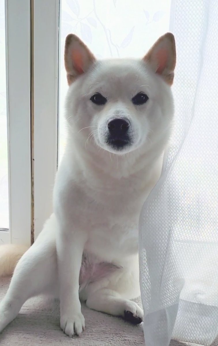 haru_haruchanko's tweet photo. 出かける飼い主の気配を察して監視を強化する犬🐶 https://t.co/0lhJkrh14T