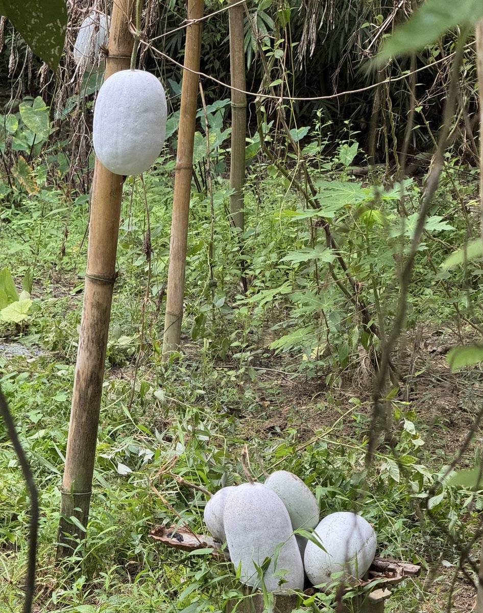 Mrinal_MLA's tweet image. winter #MorningHarvest
কোমোৰা
Winter melon, white pumpkin .