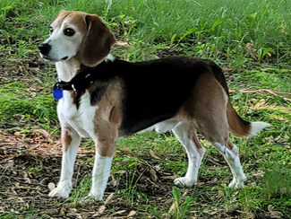 Meet Hubble! 🔭This sweet 7-year-old male #beagle is incredibly quiet (only barked twice in months) &amp; learning to love kisses. He needs a securely fenced yard to safely enjoy his favorite thing: running and playing! Good with dogs &amp; older kids. #QuietBeagle #fosterfriday #dogsofX