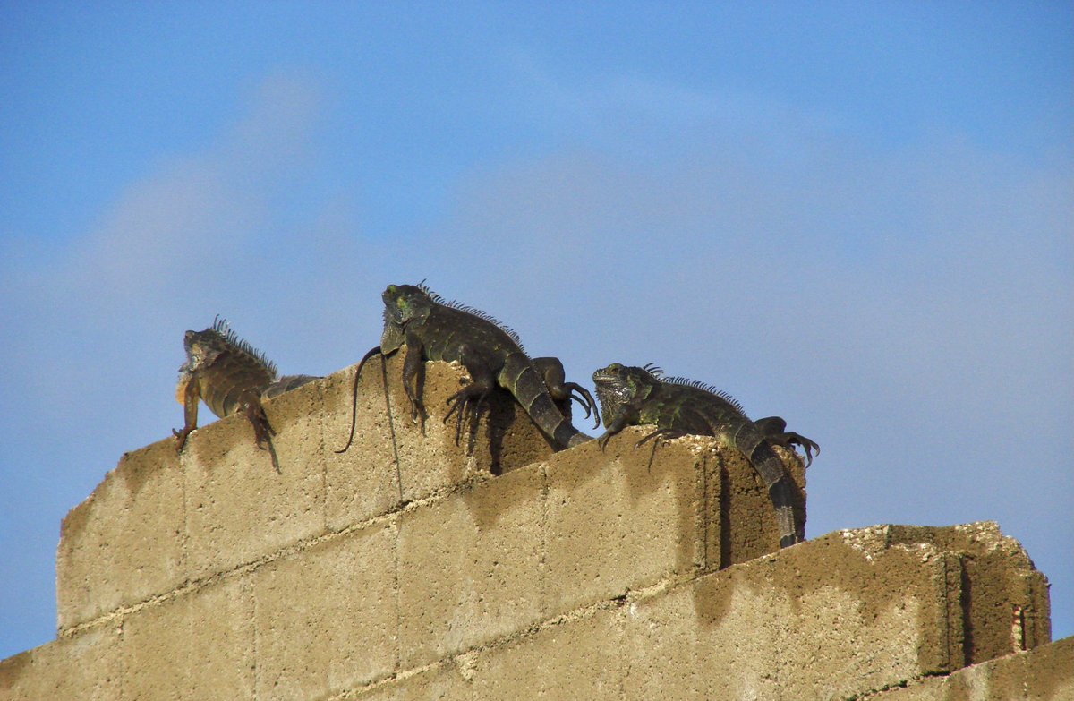 Post a reptile! 🦎

The Three Amigos 🦎🦎🦎
