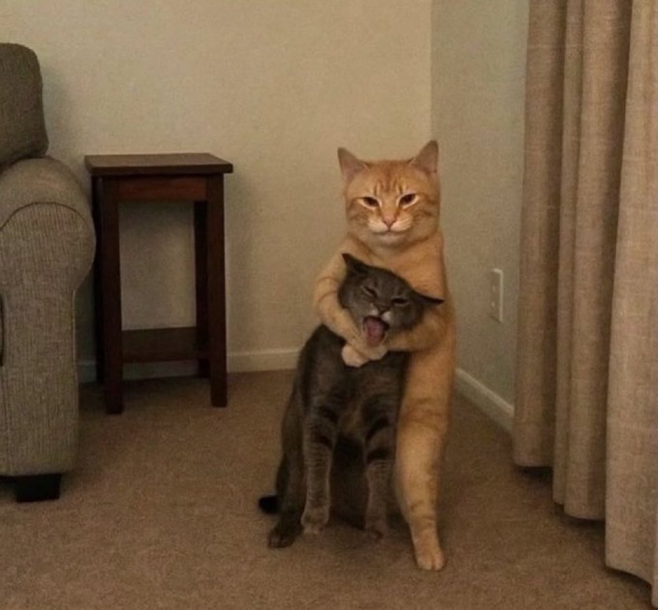 Out Of Context Animals 🐾 tweet media