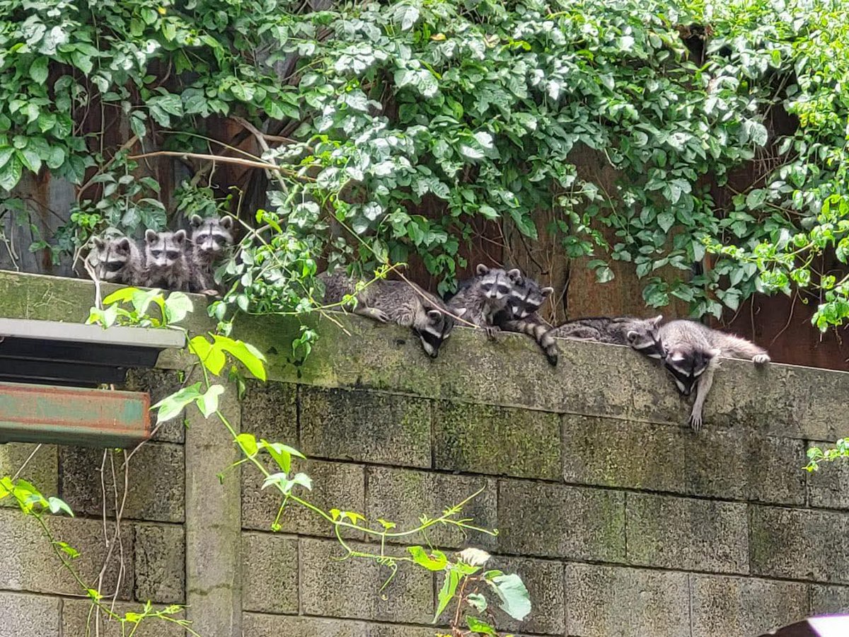 #Nacionales | Una familia de mapaches visita frecuentemente el parque deportivo Erick Bernabé Barrondo en la zona 7 de la capital, autoridades del recinto piden a los visitantes, no molestar a los animales para seguir compartiendo en armonía con la biodiversidad de la zona.

Vía: