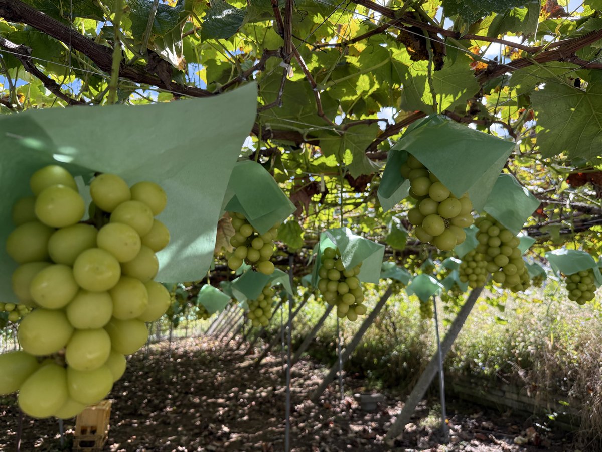 kusashio's tweet image. 10月10日（金）今日は、明日のシャインマスカット狩り会場の準備をしました。
本日は、青空ですが、明日の天気が心配です。明日は9:00から開園します。