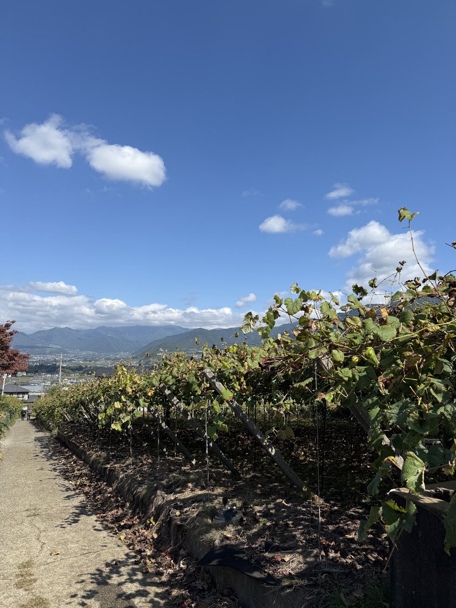 kusashio's tweet image. 10月10日（金）今日は、明日のシャインマスカット狩り会場の準備をしました。
本日は、青空ですが、明日の天気が心配です。明日は9:00から開園します。