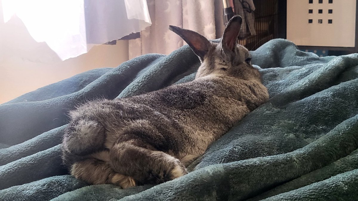 BunnyButtgaming's tweet photo. Luna is enjoying laying on mama's bed ๐๐๐
#vtuber #vtuberpets https://t.co/0DotBeBblA