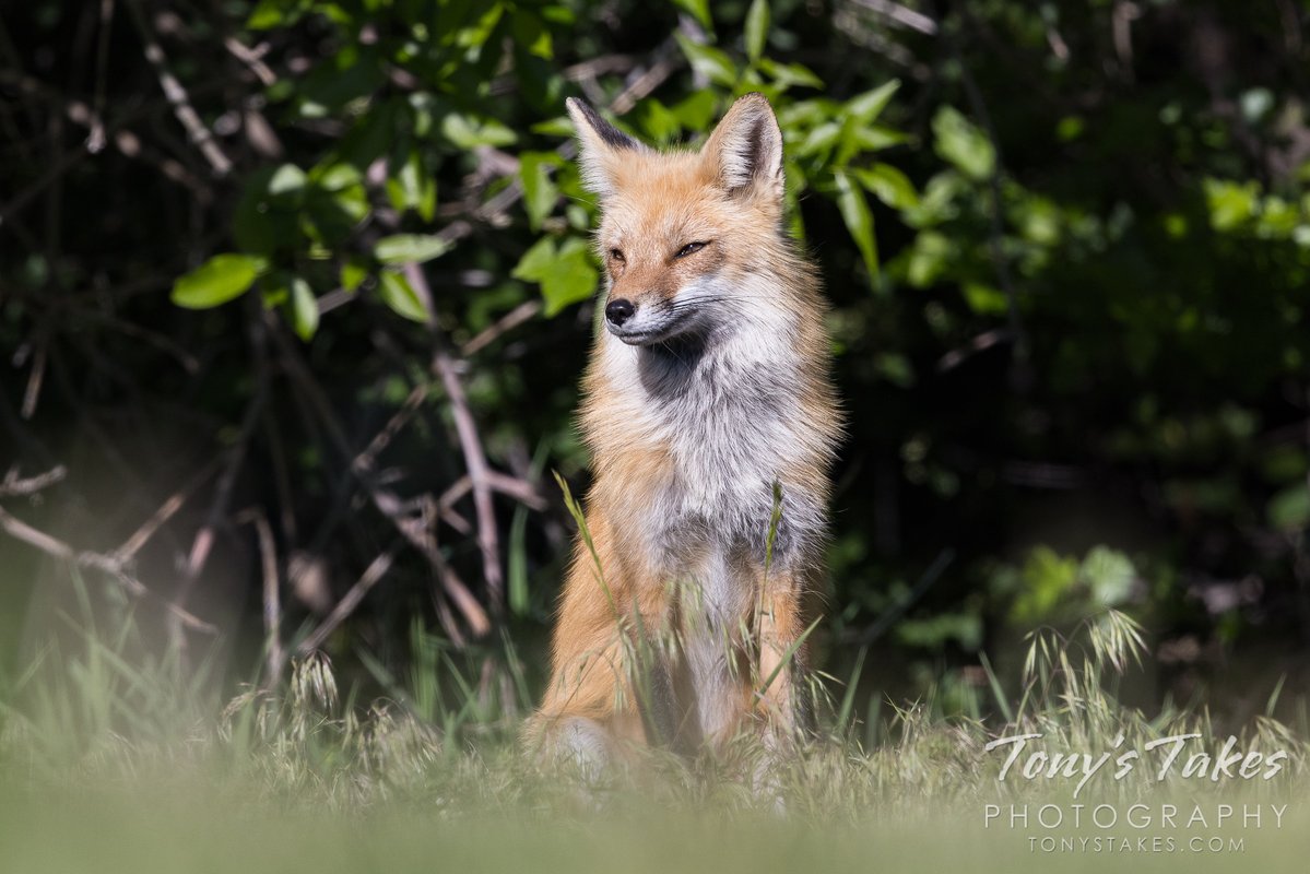 TonysTakes's tweet image. Red fox keeping watch over the family home. Unfortunately, it has been a long time since I got a fresh fox pic so this one is reaching into the archives for #FoxFriday. Taken in May of last year.

#fox #redfox #wildlife #wildlifephotography #Colorado #OptOutside
