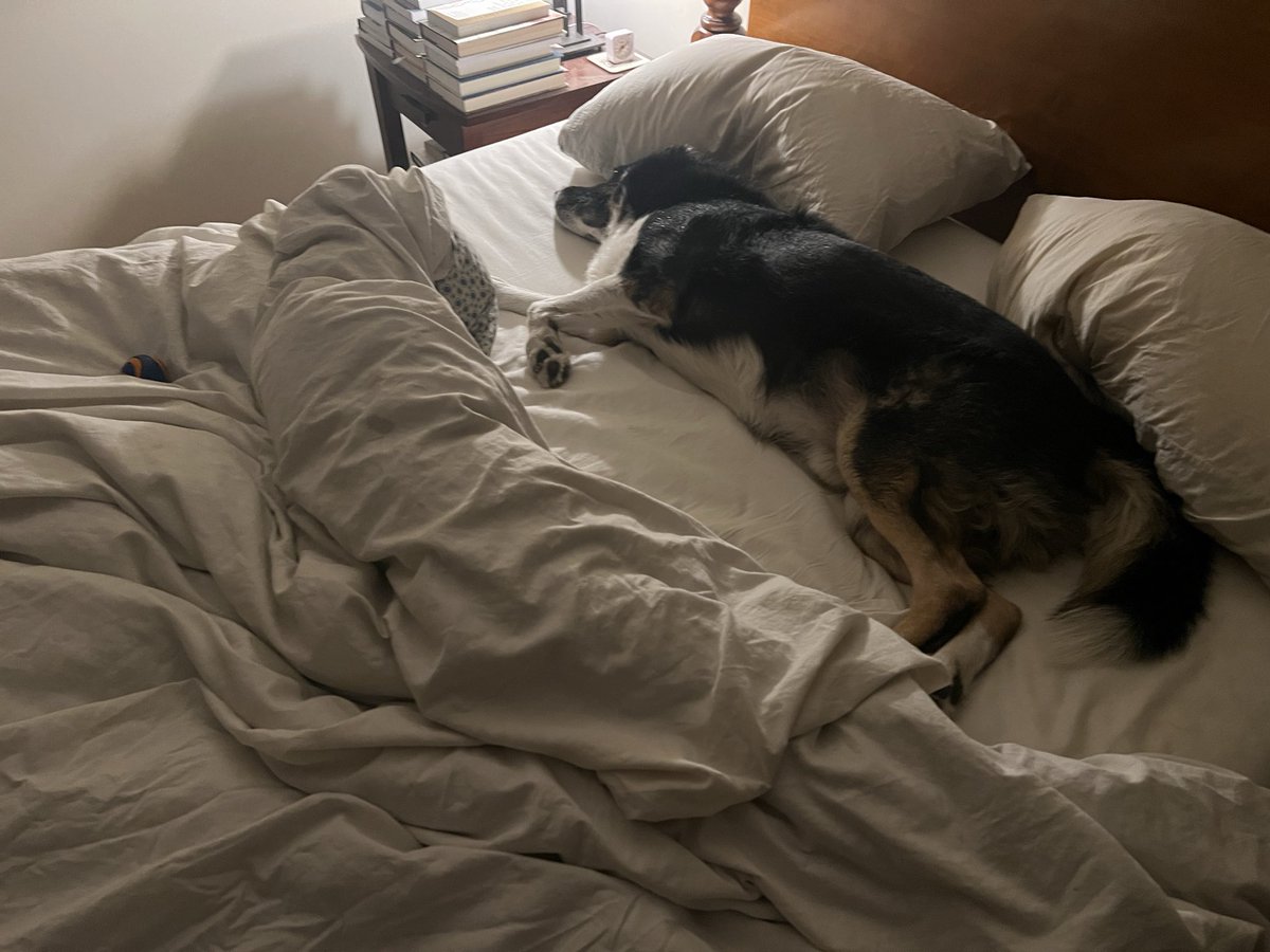 Tonight’s Turndown. A totally relaxing evening. Note any special additions? #bordercollie #twitterdogcommunity #dogsoftwitter