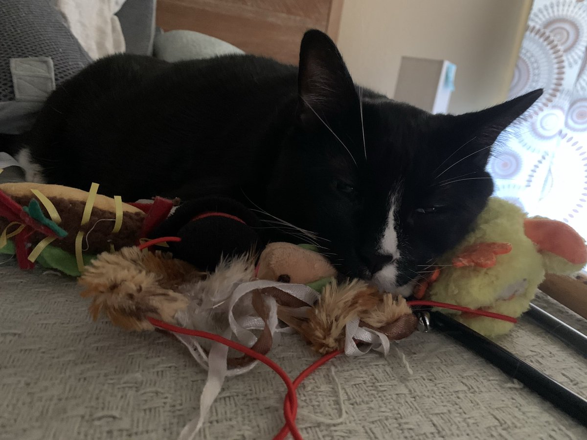 His Lordship emerged from the palace this afternoon to mingle with his villagers. He has always been a cat of the people.… Toys…