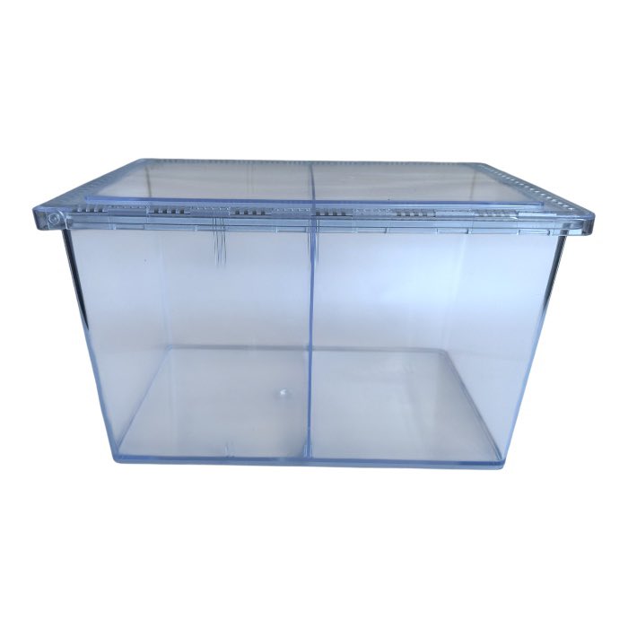 クワ品♡ 8/29天然セスジオオクワ♂23mm♀22mmペア - PLANET OF BEETLE