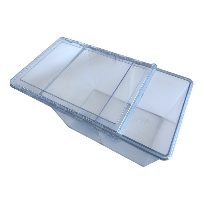 クワ品♡ 8/29天然セスジオオクワ♂23mm♀22mmペア - PLANET OF BEETLE