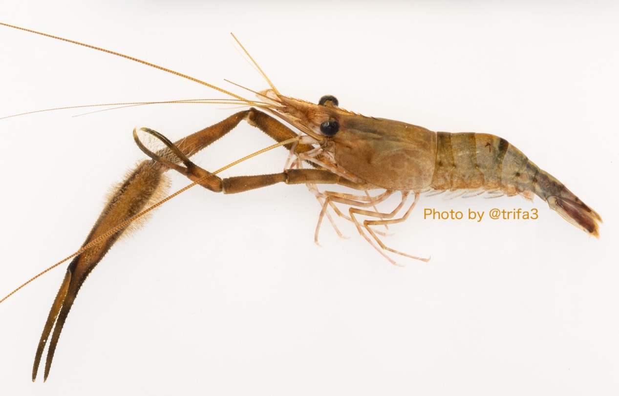 オイカワの剥製　美品　珍作 オイカワ丸 (@oikawamaru) / X