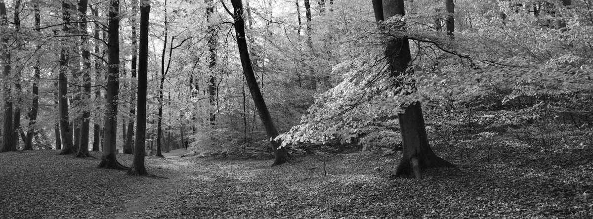MikoPoloczanski's tweet photo. At Lake Otomińskie. Hasselblad xpan II+45/4;
Ilford xp2 super. #ilfordphoto @ILFORDPhoto #fridayfavourites #ilfordxp2 #Hasselbladxpan #xpan #analogpanorama #panophotos #shootonfilm #beliveinfilm #bnwphotography #analogcommunity #fallfilm #favourites https://t.co/Eqh8l6gKAc