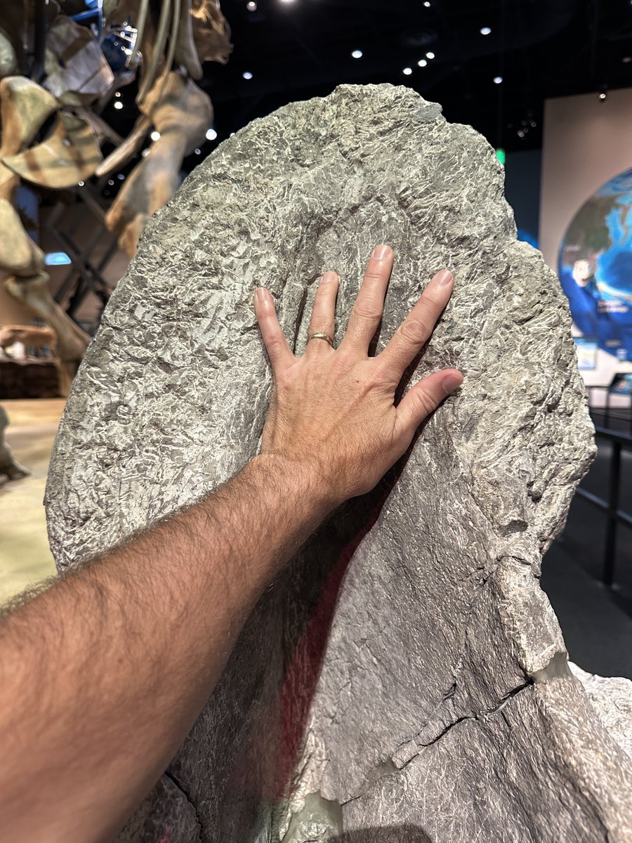 Paleo_Tykoski's tweet image. The neck vertebrae of Alamosaurus are BIG! This one from the Black Peaks Fm of @BigBendNPS shares at least one unique feature with verts of an even larger individual from the underlying Javelina Fm. My hand on the neural spine for scale. Displayed in @PerotMuseum. #FossilFriday