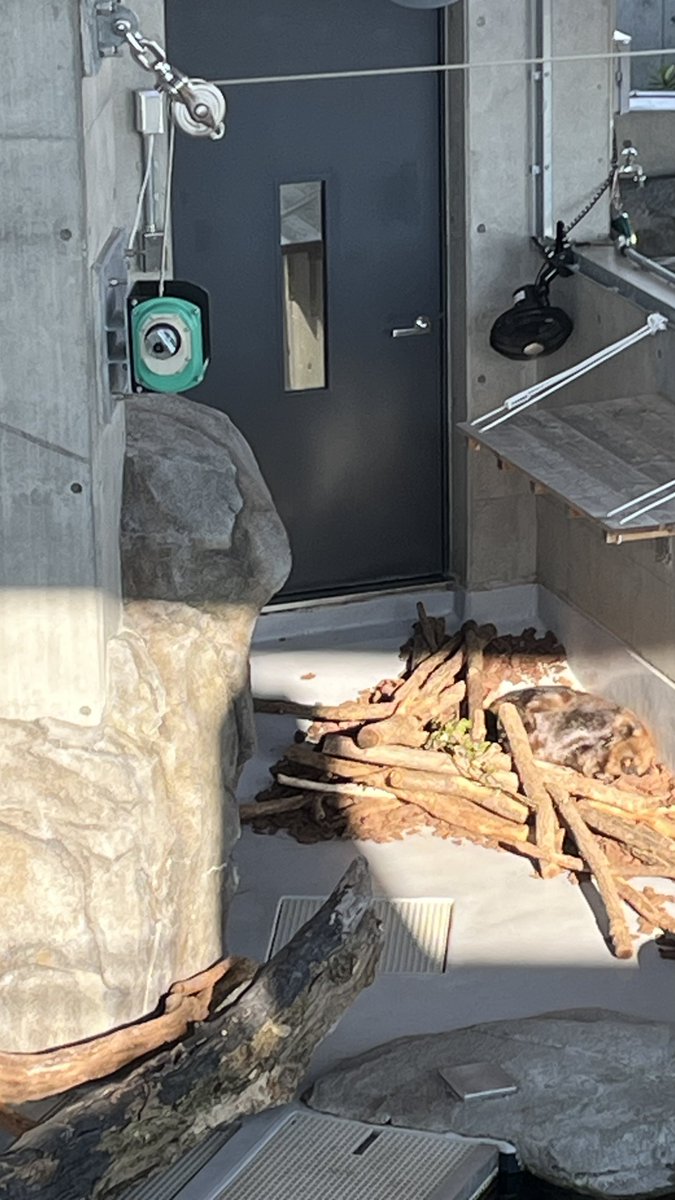 2泊3日でヨーデル、姫セン、こべど、アトア巡ってきました🦫
どの園の子も個性的でめちゃくちゃ可愛かった……！
カメラの写真はまだ全然整理できてないので、ぼちぼち上げようと思います
楽し過ぎたー