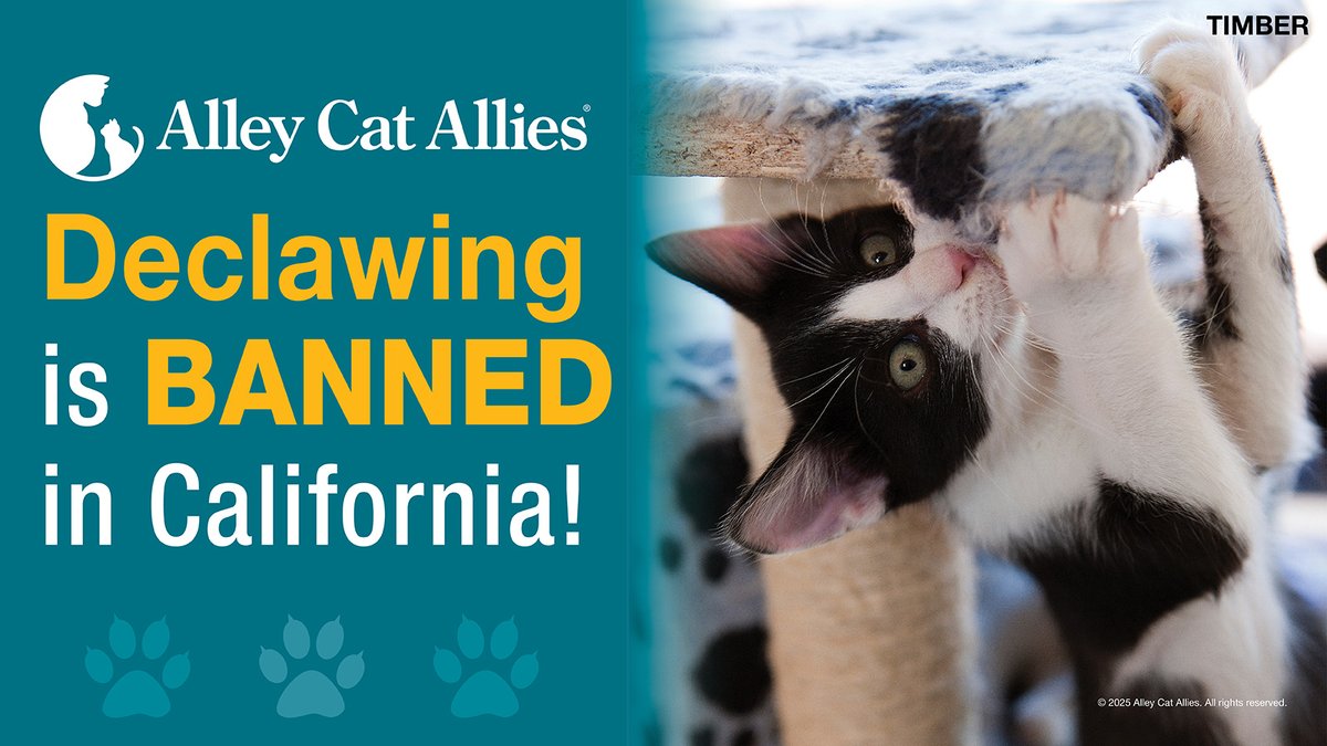 alleycatallies's tweet photo. VICTORY! Cat declawing is officially illegal in California! 🐾🥳

Thank you to all who took action with us and urged your legislators to pass this lifesaving declaw ban bill. Governor Newsom just signed it into law tonight!

#declawing #stopdeclawing https://t.co/vq2Z1aaGBA