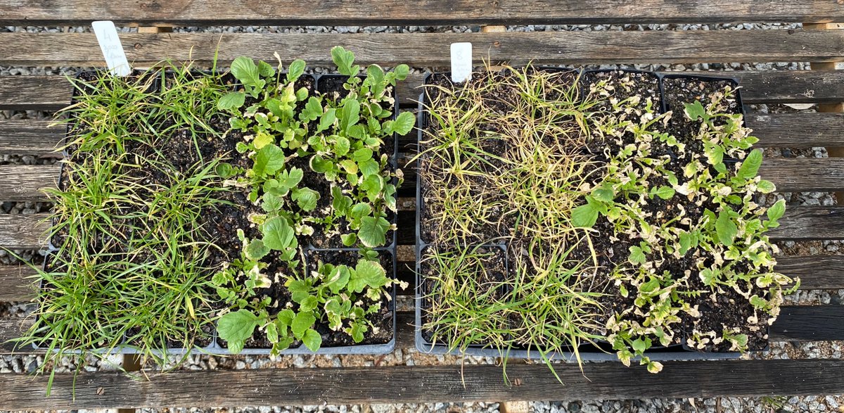 2L (generic) glufosinate - on the left

——————vs——————-

2L (generic) glufosinate + 2% AMS granules - (2kg  in 100L of water) on the right

Ryegrass and wild radish as target weeds - 10DAT.

This is not new but still spectacular to see: it’s chalk snd cheese!