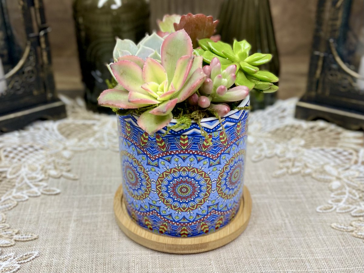 GreenMountainX's tweet image. 💙 A blue mandala succulent planter filled with live succulents — perfect for boho decor, desk decor, or a thoughtful succulent gift. Makes a beautiful birthday or sympathy gift for any plant lover. #Succulent #etsy #BohoDecor #etsygifts #mandala etsy.me/4obU45o via @Etsy