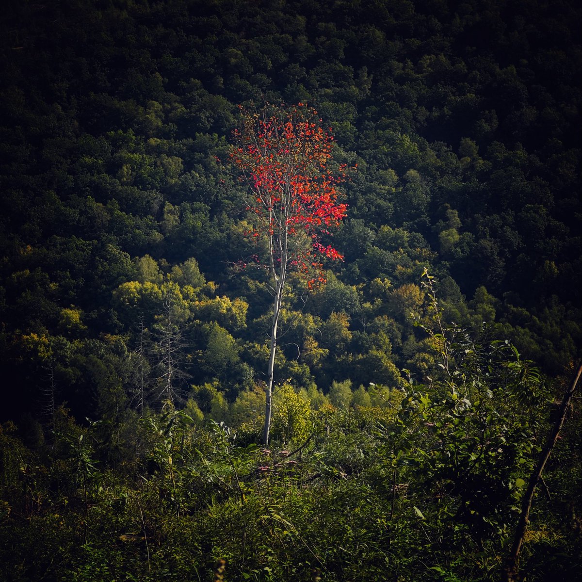 nihilisolipsism's tweet image. me,
in between it all,
me,
burning - sentenced to fall,
me,
since decades standing,
me,
the hanged man pending,
me,
the eccentric on the display,
me,
feeding on the last sun ray,
me,
in between the grey,
me,
how long do i want to stay;

#art #prosa #poetry #photo #nature