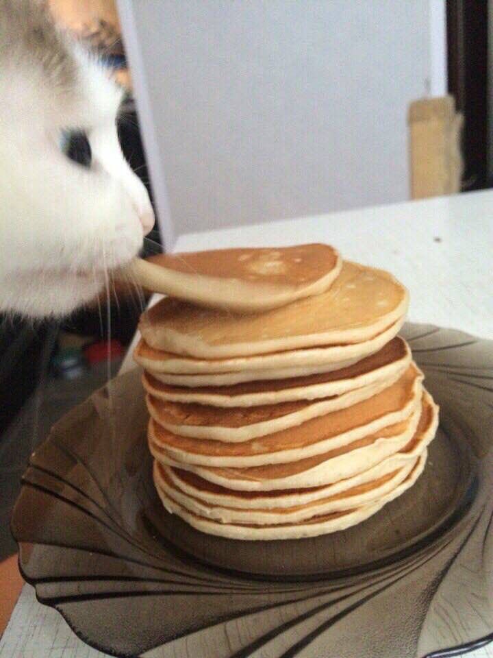 NoCatsNoLife_m's tweet photo. https://t.co/dUuyGISEPe