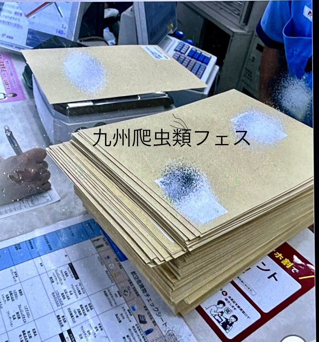 レオレオ@九レプ代表 tweet media