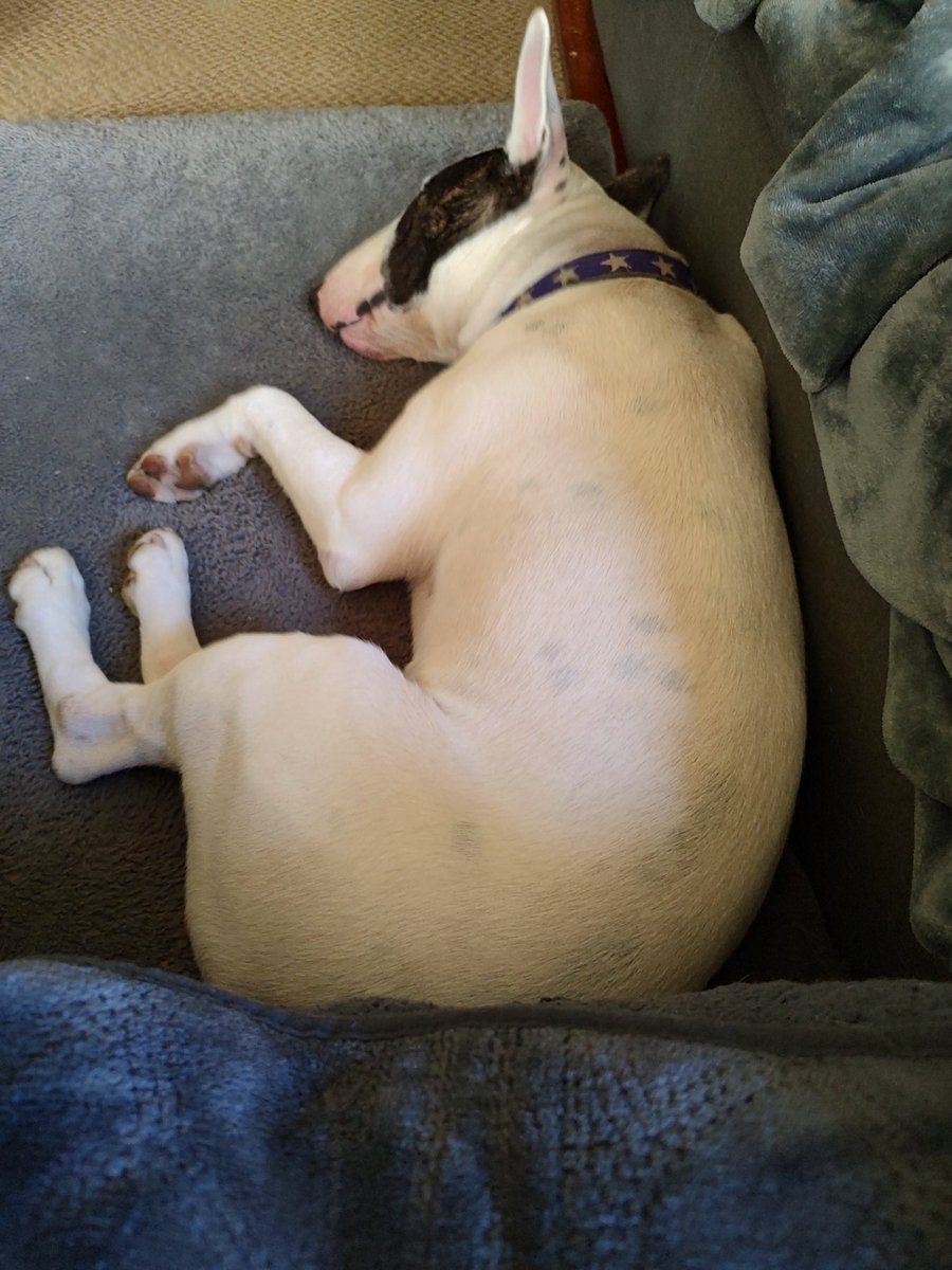 rexthetvterrier's tweet image. Goodnight everyone 💞. Dream of a better world ☮️.  I know that&apos;s not easy right now.   #Goodnighteveryone #KindnessMatters #WeMissYouRex #Dogs #LoveYouRex #SweetDreamsSpike