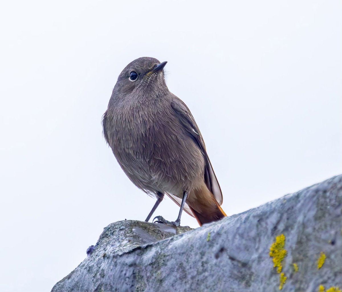 Peter Garrity tweet media