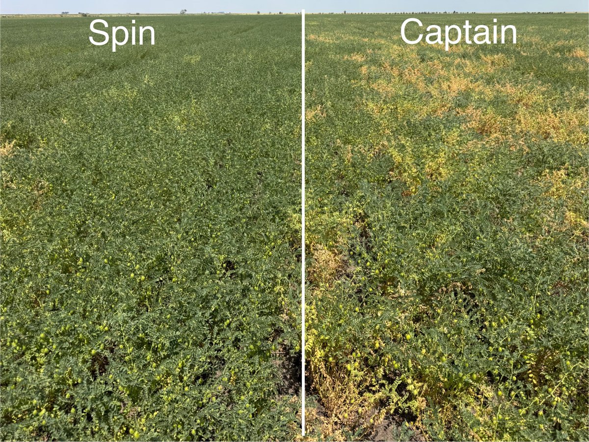 Strip trials of new CBA Spin vs CBA Captain chickpea varieties. Field has a history of high phytophthora. Let’s see how accurate the yield counts are when the lie detector harvests the crop🤔😂#chickpeabreedingaustralia #CBAspin #CBAcaptain #chickpeavarietytrial #phytophthora