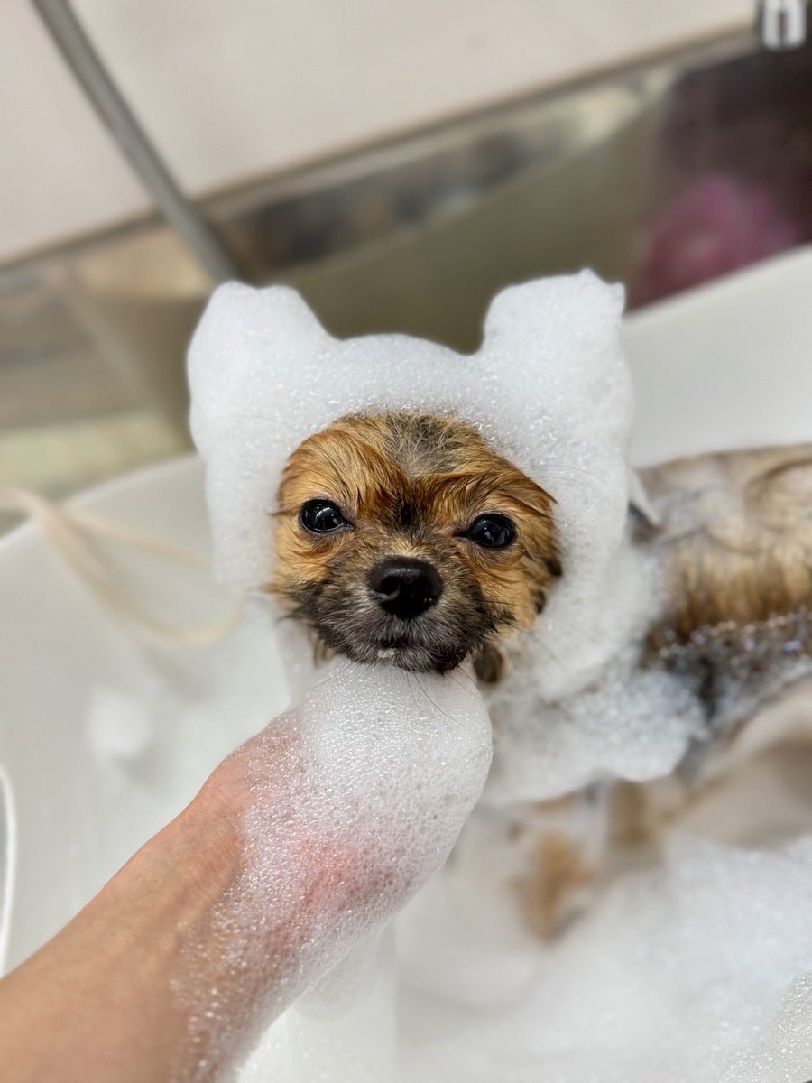 お家でシャンプーすると大発狂大暴れなのに
お外では偉い偉い天才さんなんだね～？