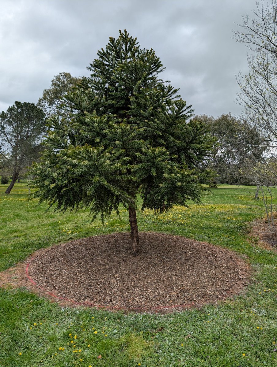 Bundogs's tweet photo. We got into some pruning (uplifting) and mulching this morning.
Love giving the trees their own identity 😉
Small steps and more to come if the owner approves 🤞
Fishman and Campbell smashing it out 💪💪 #heritagegarden #mulching #pointofdifference https://t.co/17uuzDDN3d
