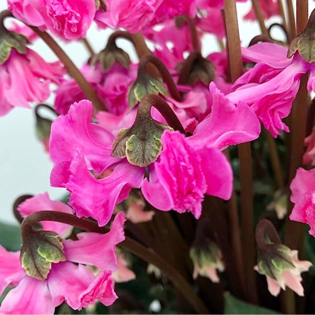 ❣️シクラメンです。２点おまとめ ❣️シクラメンです。2点おまとめ ❣️シクラメンです。2点おまとめ