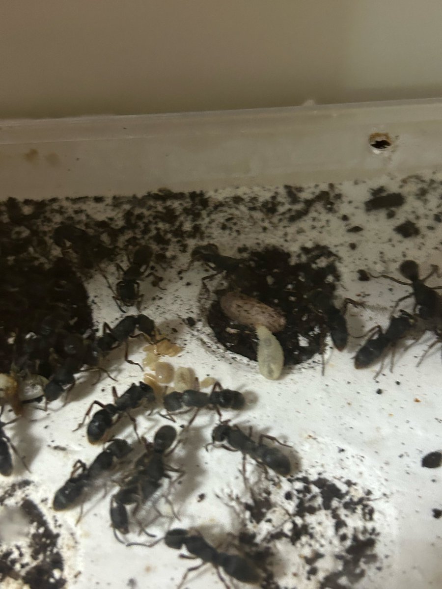 べえた(昆虫専用) tweet media