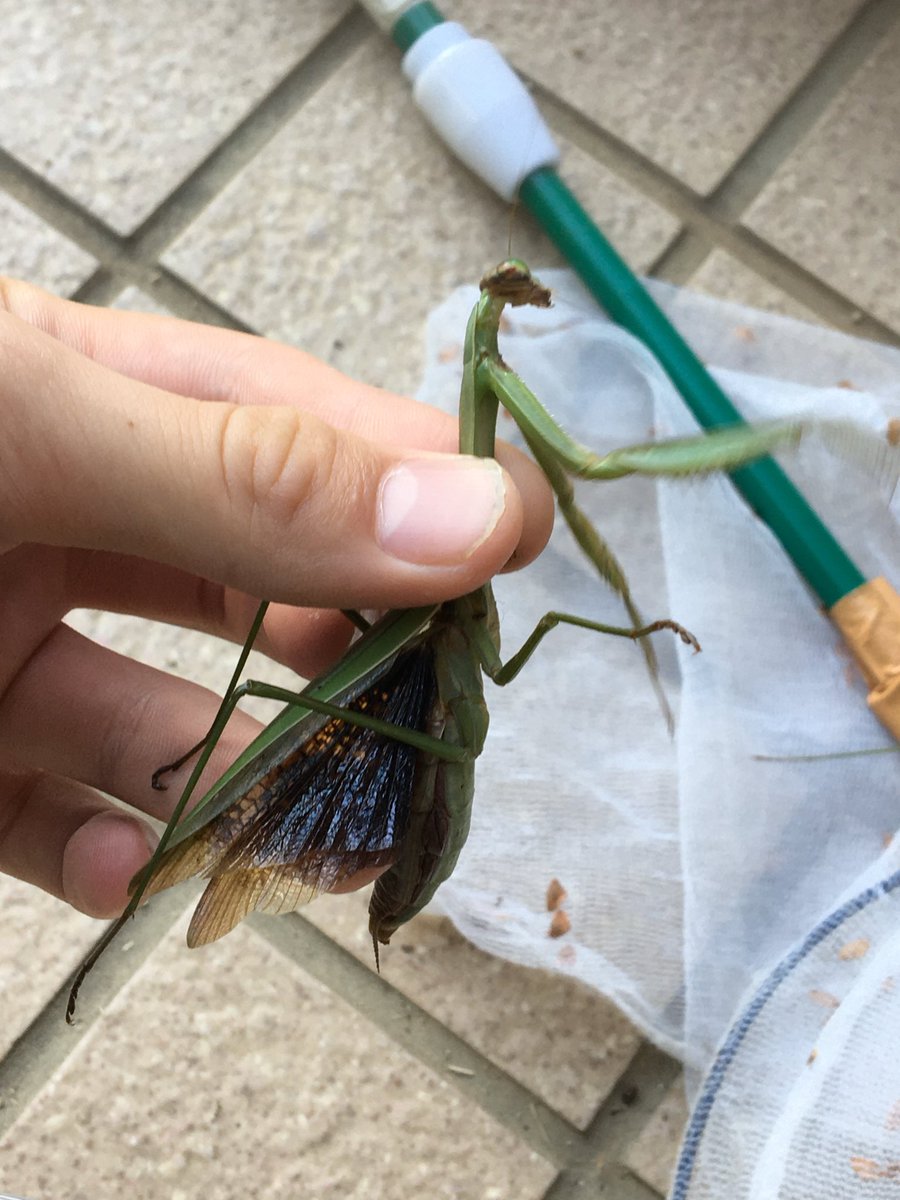 べえた(昆虫専用) tweet media