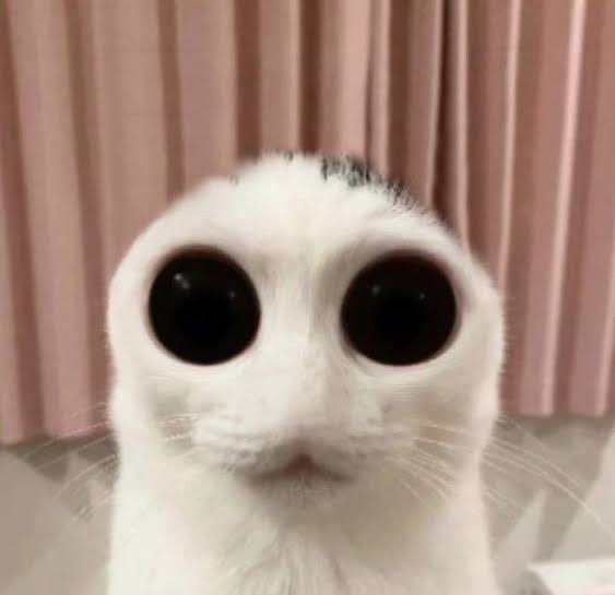 AdriMushroom's tweet photo. - didn't do anything in july
- will release 2 eps months before the actual thing releases full
- didn't warn anyone before it was too late
- announced stargaze date through tiktok
- makes trailer/teaser only available for jp

What the fuck https://t.co/JT8x6gIG03