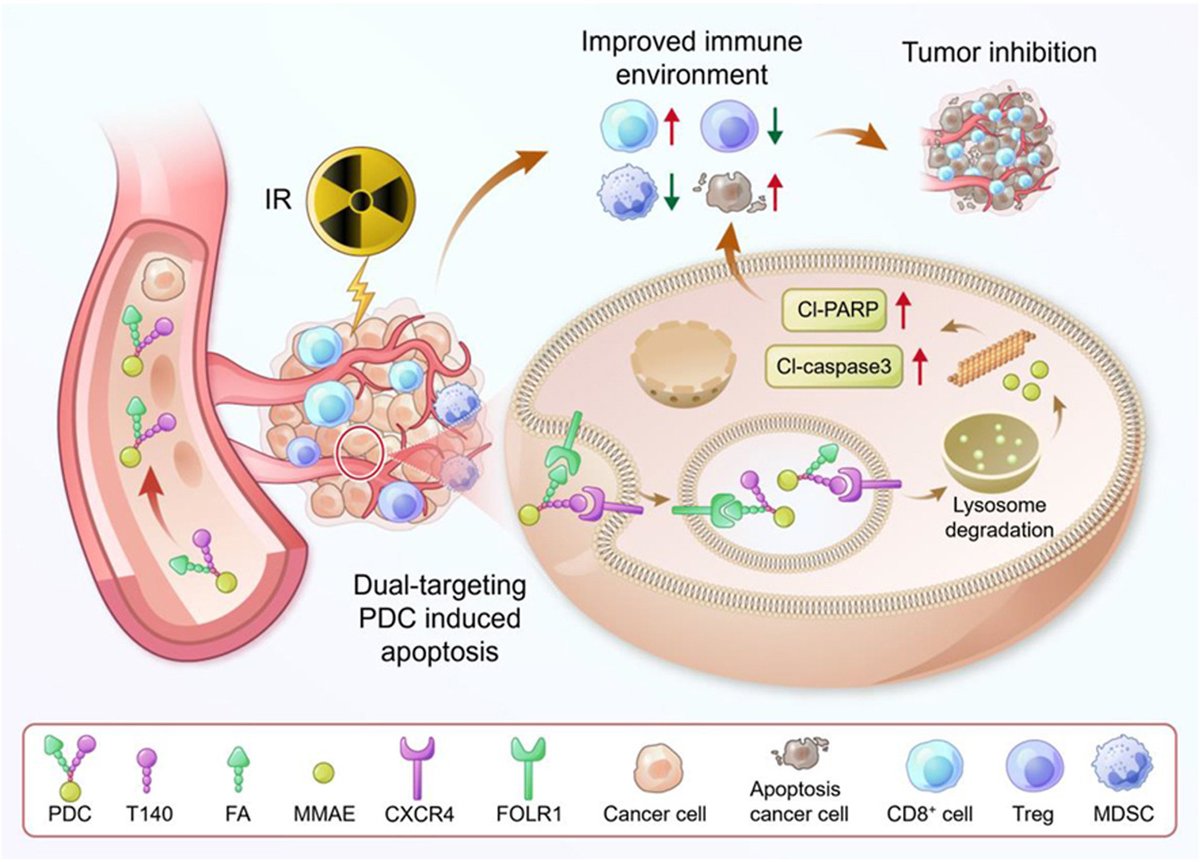 ActaPharmSinB's tweet image. Highlight Article✍️A #dual-#targeting #peptide–#drug #conjugate based on #CXCR4 and #FOLR1 inhibits triple-negative #breast #cancer. From Dr. Wang @InstituteofMateriaMedica, @ChineseAcademyofMedicalSciences, @PekingUnionMedicalCollege;
sciencedirect.com/science/articl….
