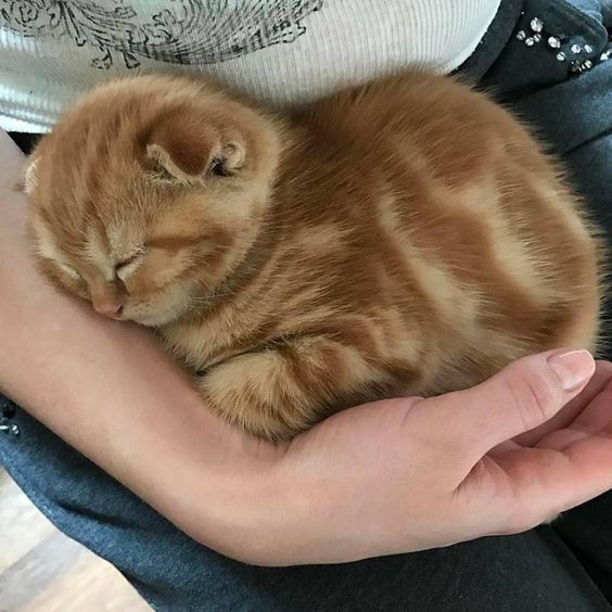 Wulfie  Viking Cat (@vonebowly) on Twitter photo 